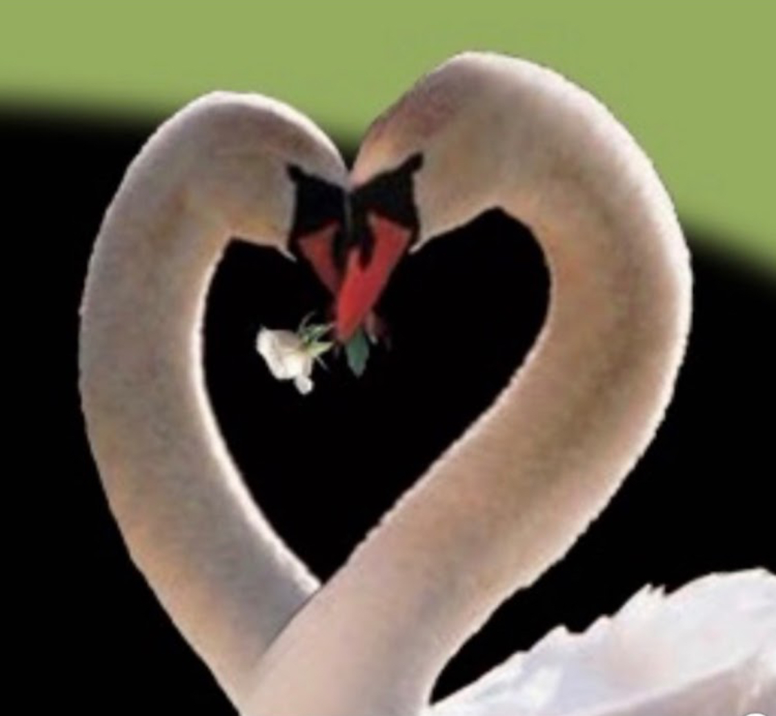 Golden Swan of Boca Memory Care