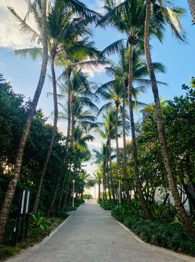 Miami Palm Trees