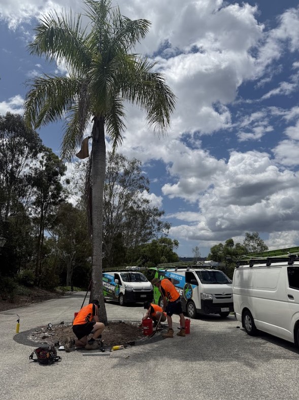 Exclusive Electrical & Air electricians installing outdoor lighting at the base of a palm tree in Brisbane, with branded vans and tools visible on-site.
