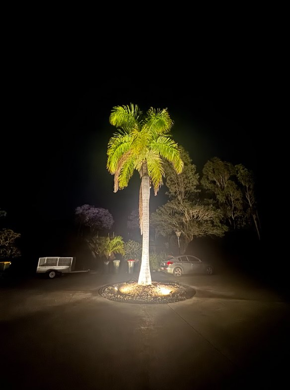 Nighttime photo of a palm tree illuminated by newly installed outdoor landscape lighting, completed by Exclusive Electrical & Air for a stunning and functional garden feature.