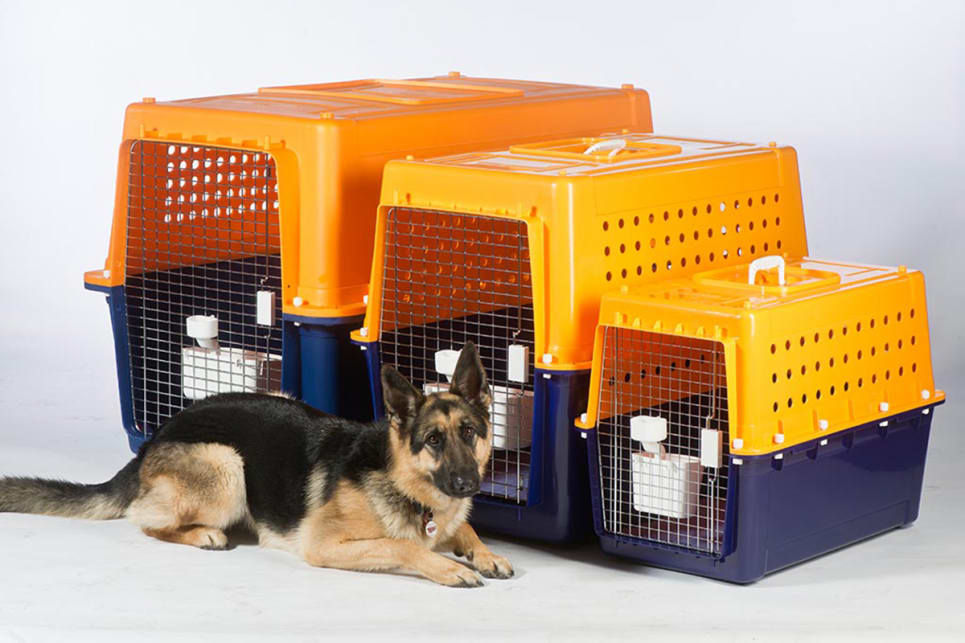 How To Choose The Right Dog Crates Cages And Boxes For Travel Sick Pets Pet Travel Pet Relocation