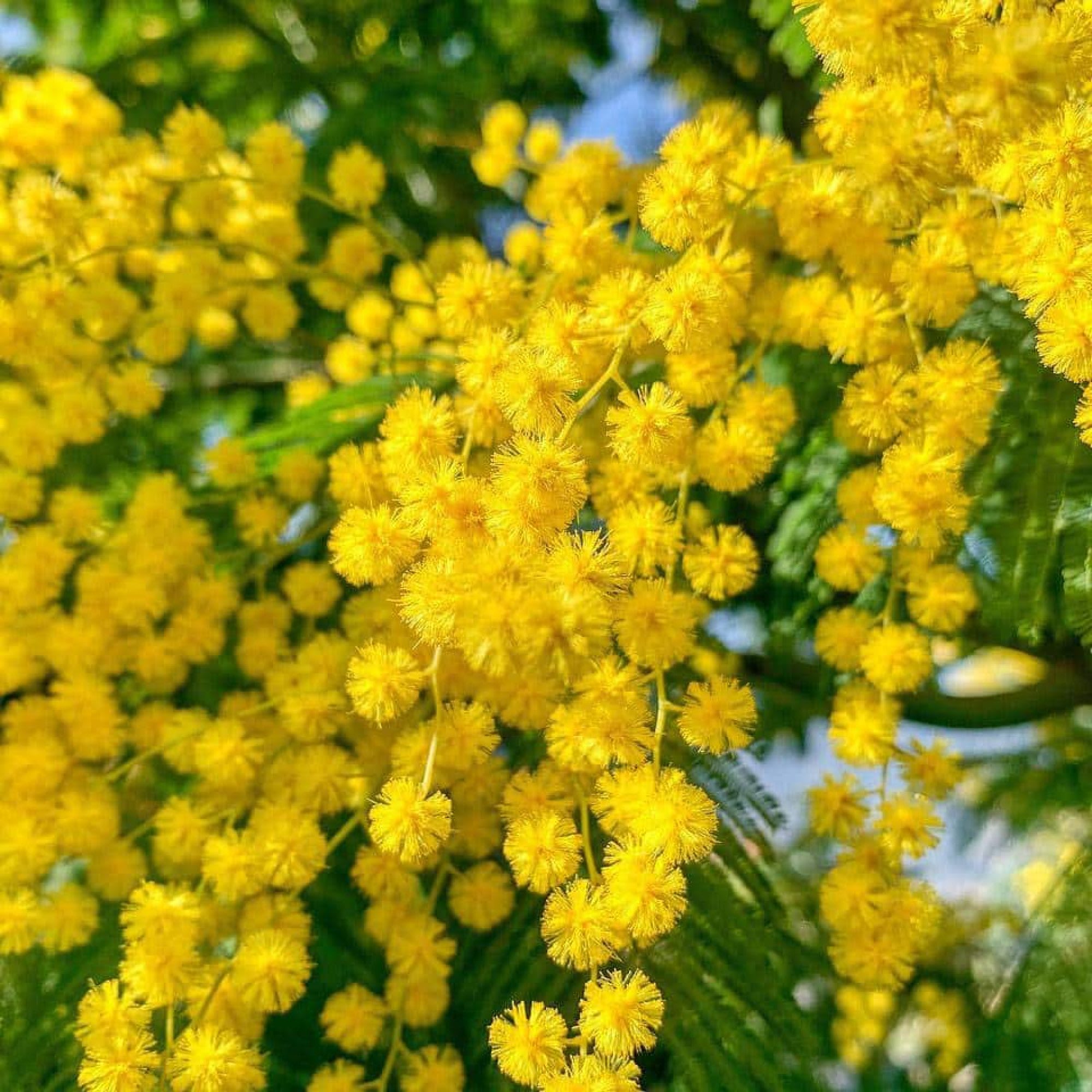 mimosa