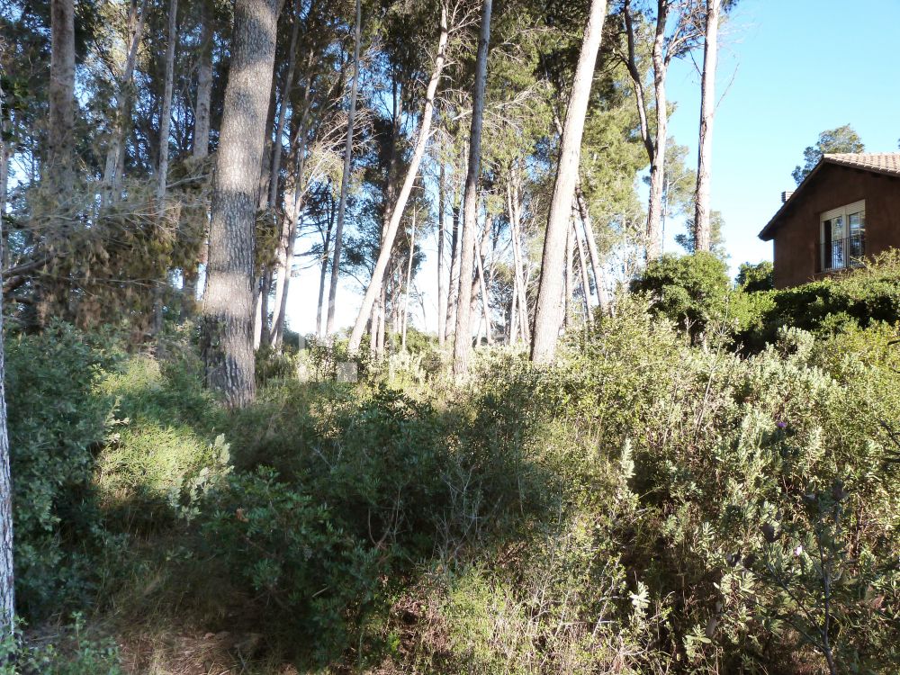 Baugrundstück in ruhiger und sonniger Lage 