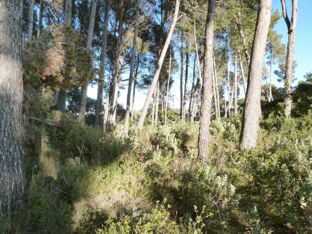 Baugrundstück in ruhiger und sonniger Lage 