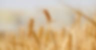 Pixabay_wheat-g98757da3c_1280
