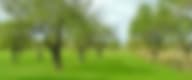 Pixabay_olive-trees-g7b644f6f7_640
