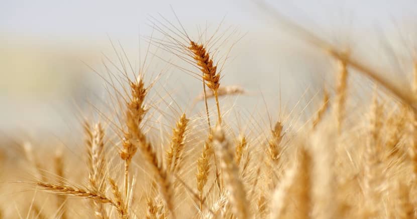 Pixabay_wheat-g98757da3c_1280