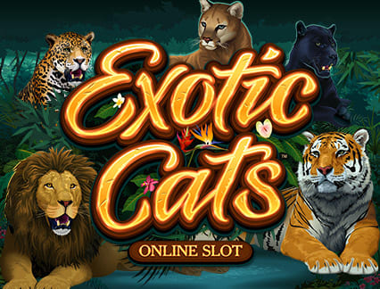 Exotic Cats