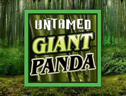 Untamed Giant Panda