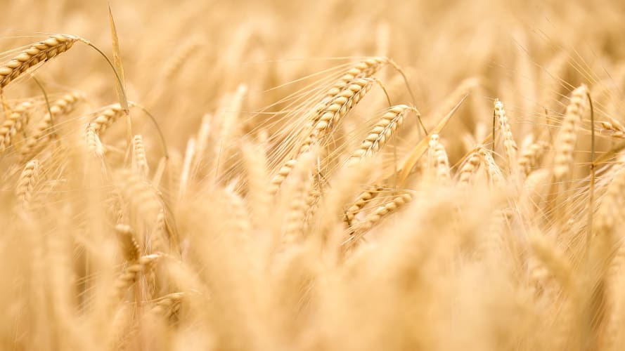 Barley in the field