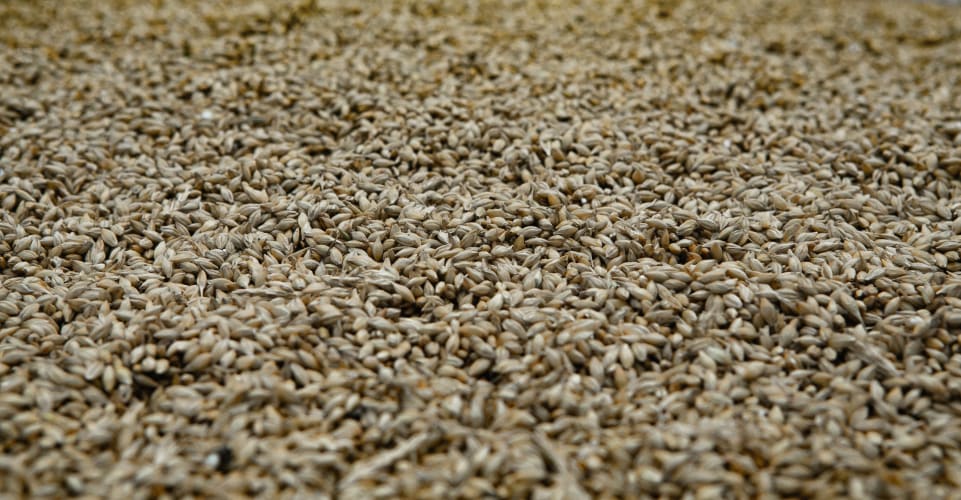 Barley on the malting floor