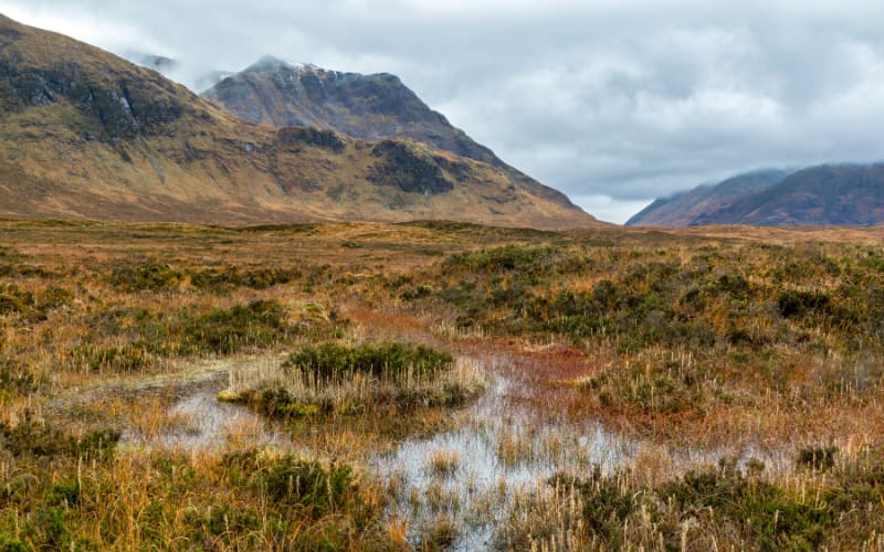 Scotland Peat Bog