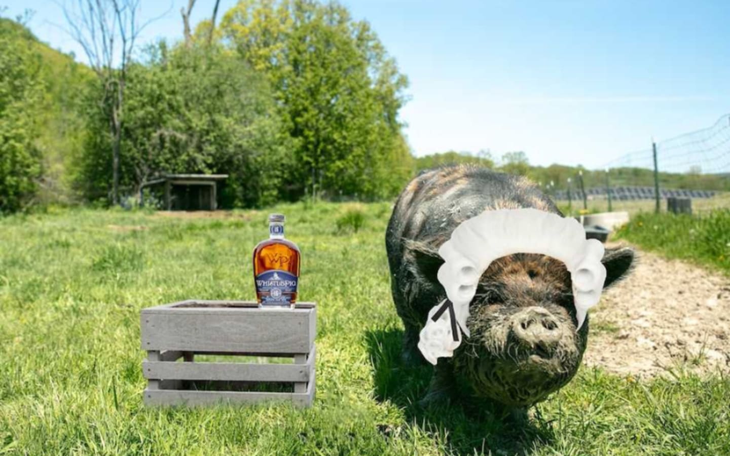 The Mini Whiskey Rebellion WhistlePig Eases Tax Burdens For 15 People