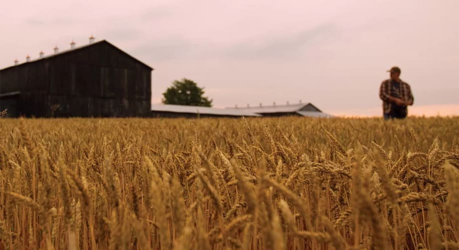 The Maker's Mark Barley Fields