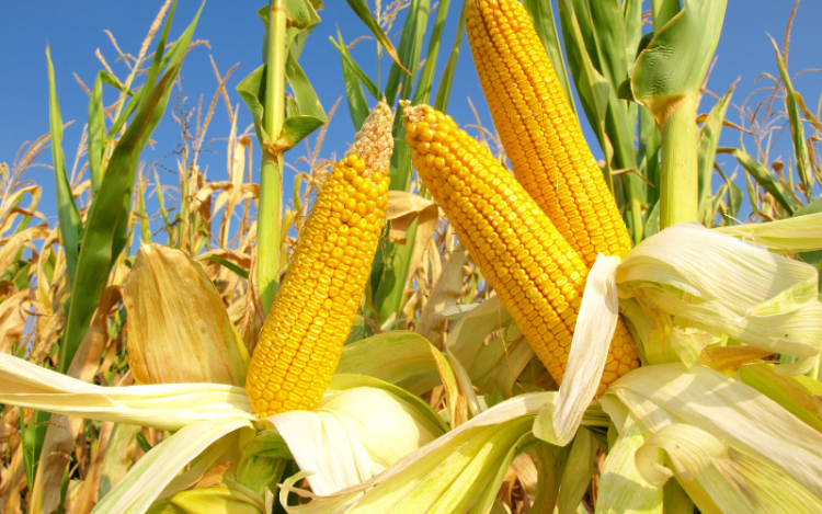 Corn Is the Star of the Show