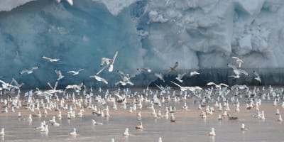 The new Arctic - A look on the coastal changes, their consequences, and how to manage them 