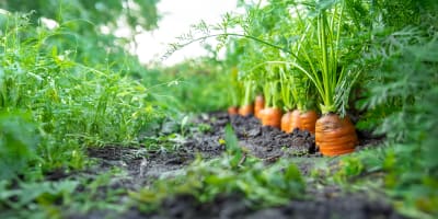 Harnessing agri-food system microbiomes for sustainability and human health