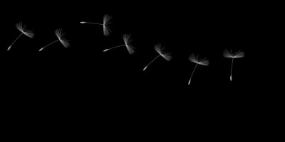 Dandelion-Inspired Aerodynamics
