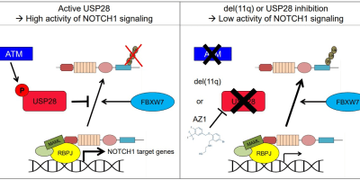 NOTCH1 signaling is dysregulated by loss of the deubiquitinase USP28 with del(11q), uncovering USP28 inhibition as novel therapeutic target in CLL