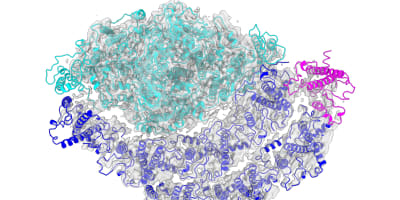19th international Biometals Webinars  iBWs