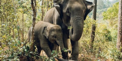 Comprehensive scaling laws across animals, microorganisms and plants