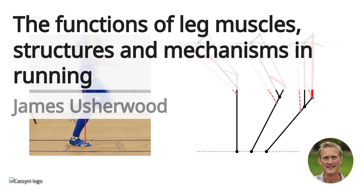 The functions of leg muscles, structures and mechanisms in running ...