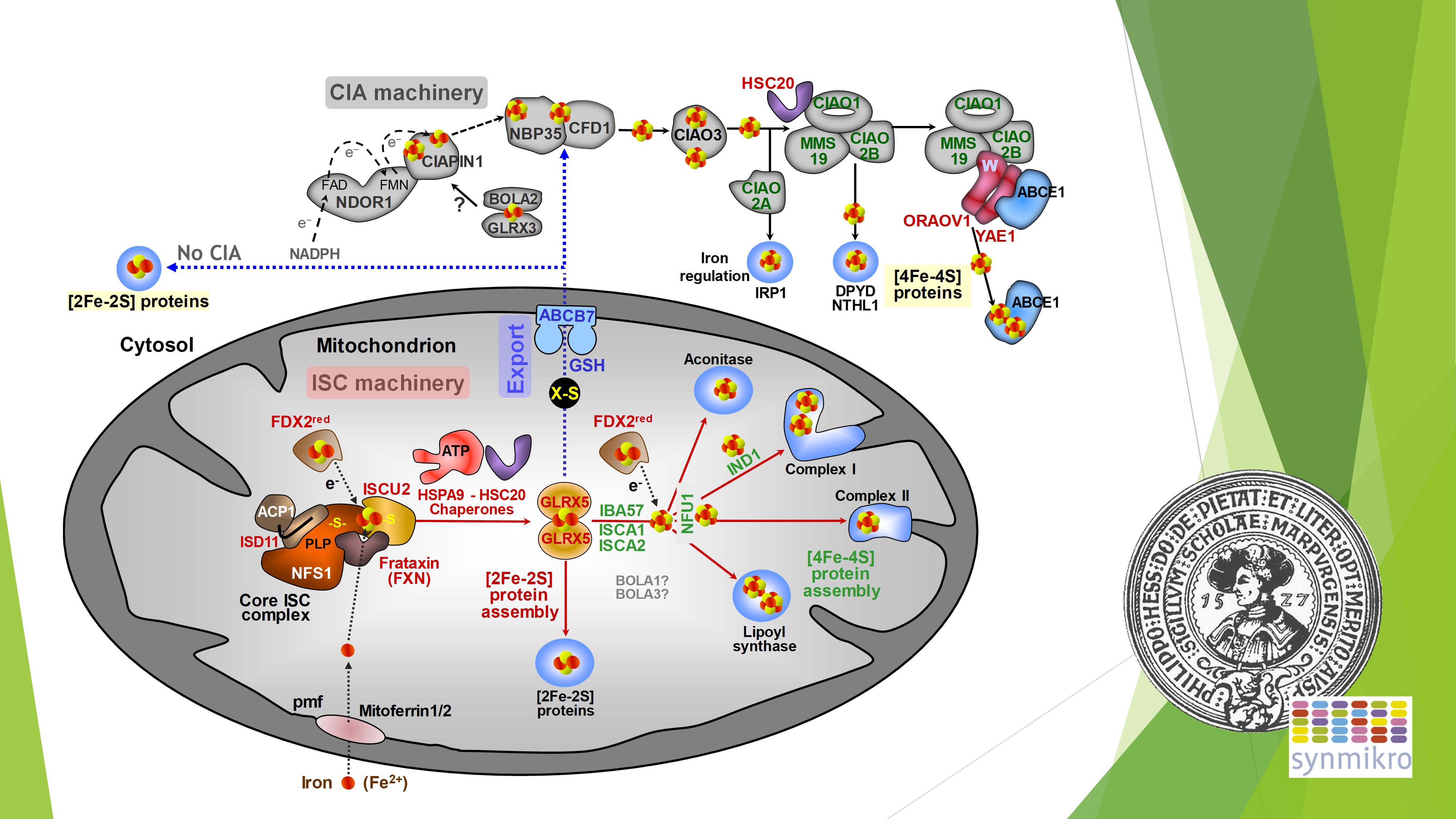 Introduction to the 9th International Biometals Webinars - presented by ...