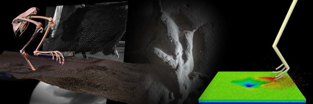 Dinosaur locomotion - presented by Prof Peter Falkingham