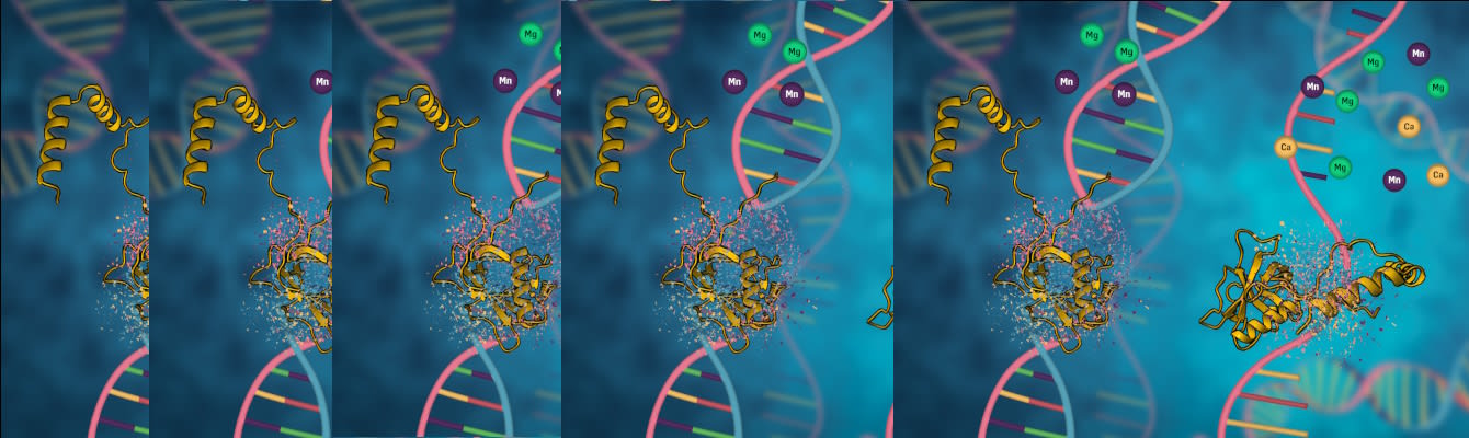 Introduction to the 5th Biometals Webinars - presented by Dr. Isabelle ...