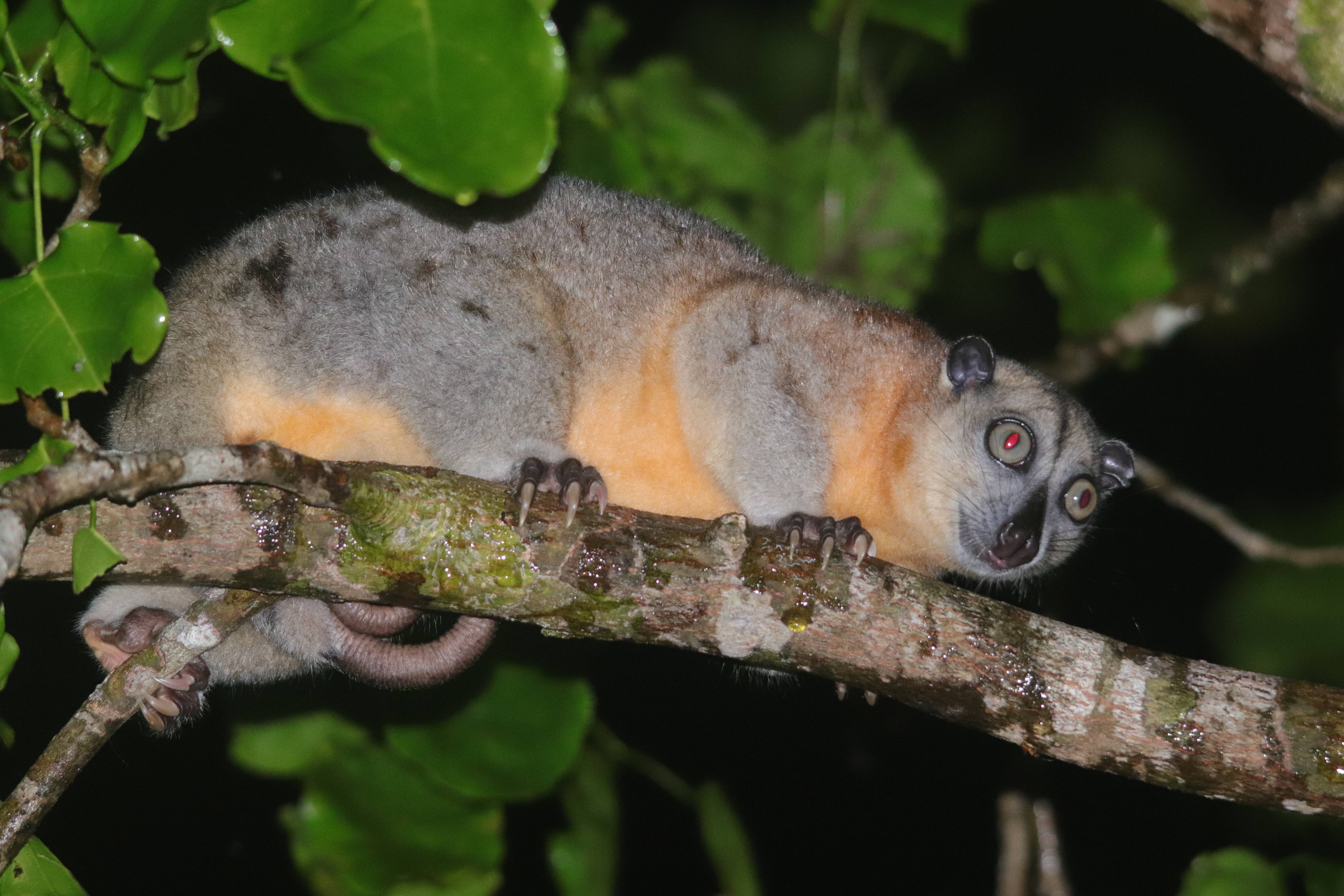 Conservation Biogeography of Australasian Marsupials - presented by Assoc. Prof Diana Fisher