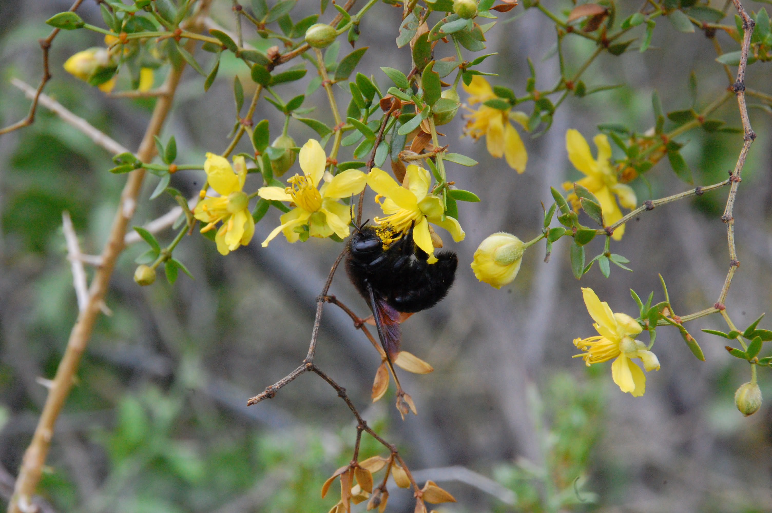 Phenological mismatches and the demography of solitary bees - presented by Diego Vázquez and Professor Marcel Dorken