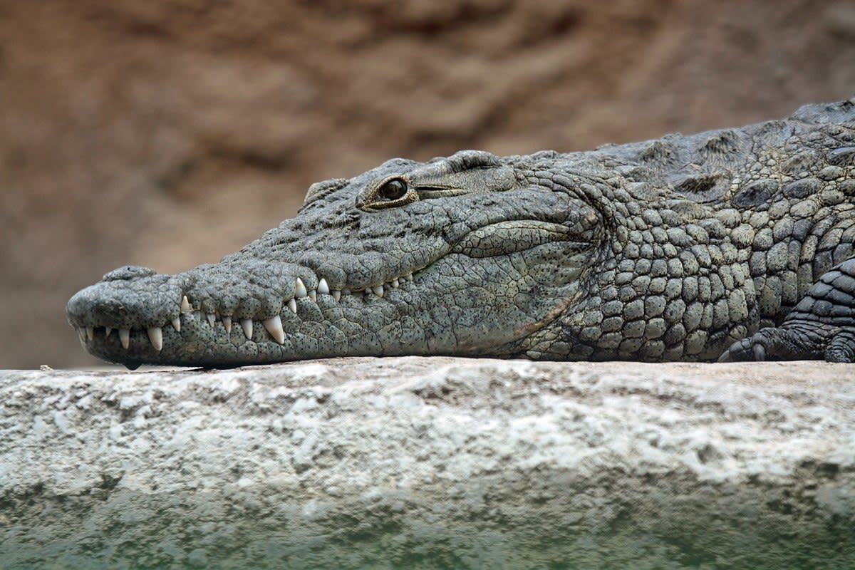 Crocodile perception of distress in hominid baby cries - presented by Dr Nicolas Grimault and Dr. Sue Anne Zollinger PhD, FHEA