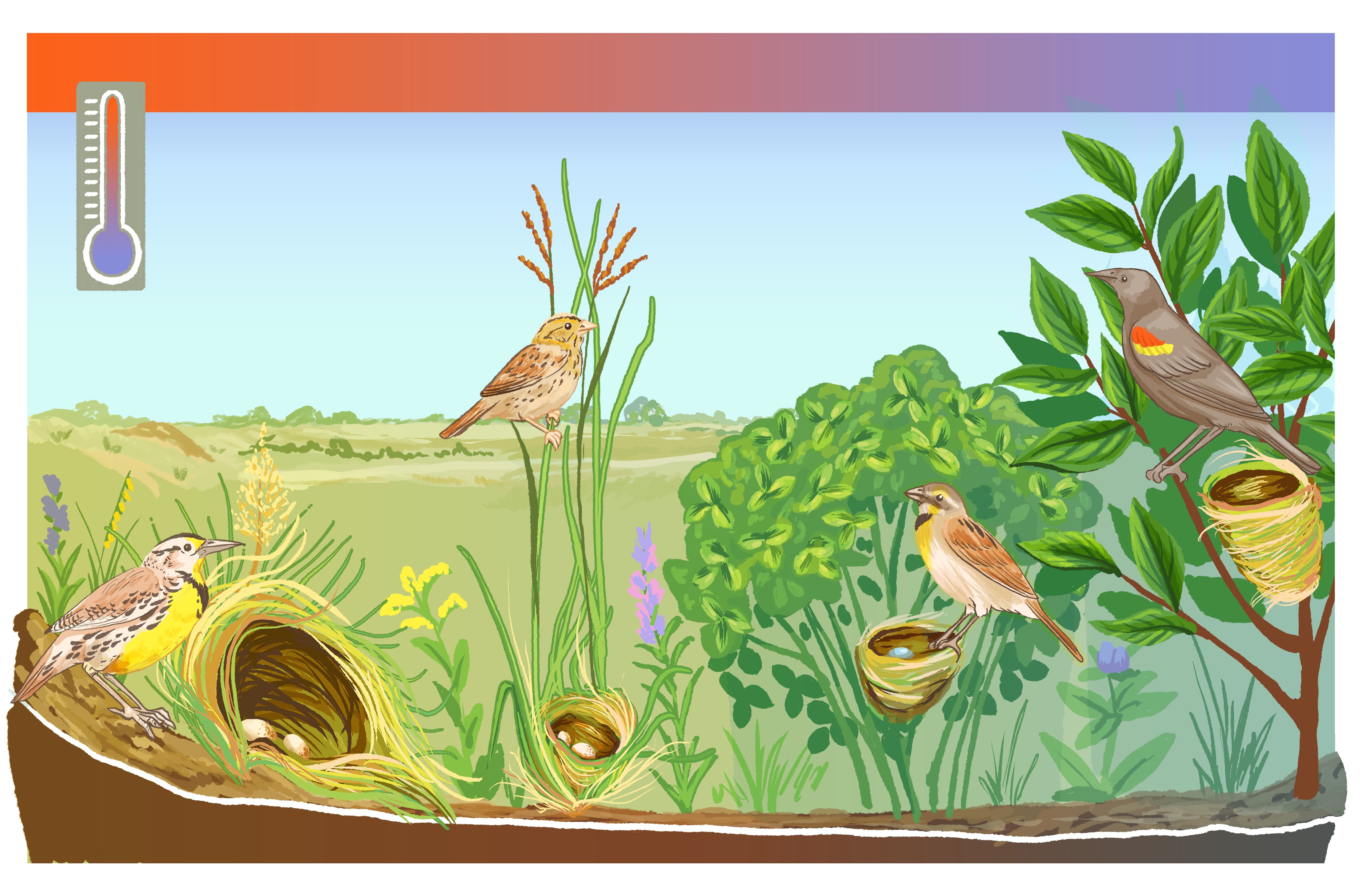 Slide 16/30 at 14:42: Sensitivity of grassland birds to climate