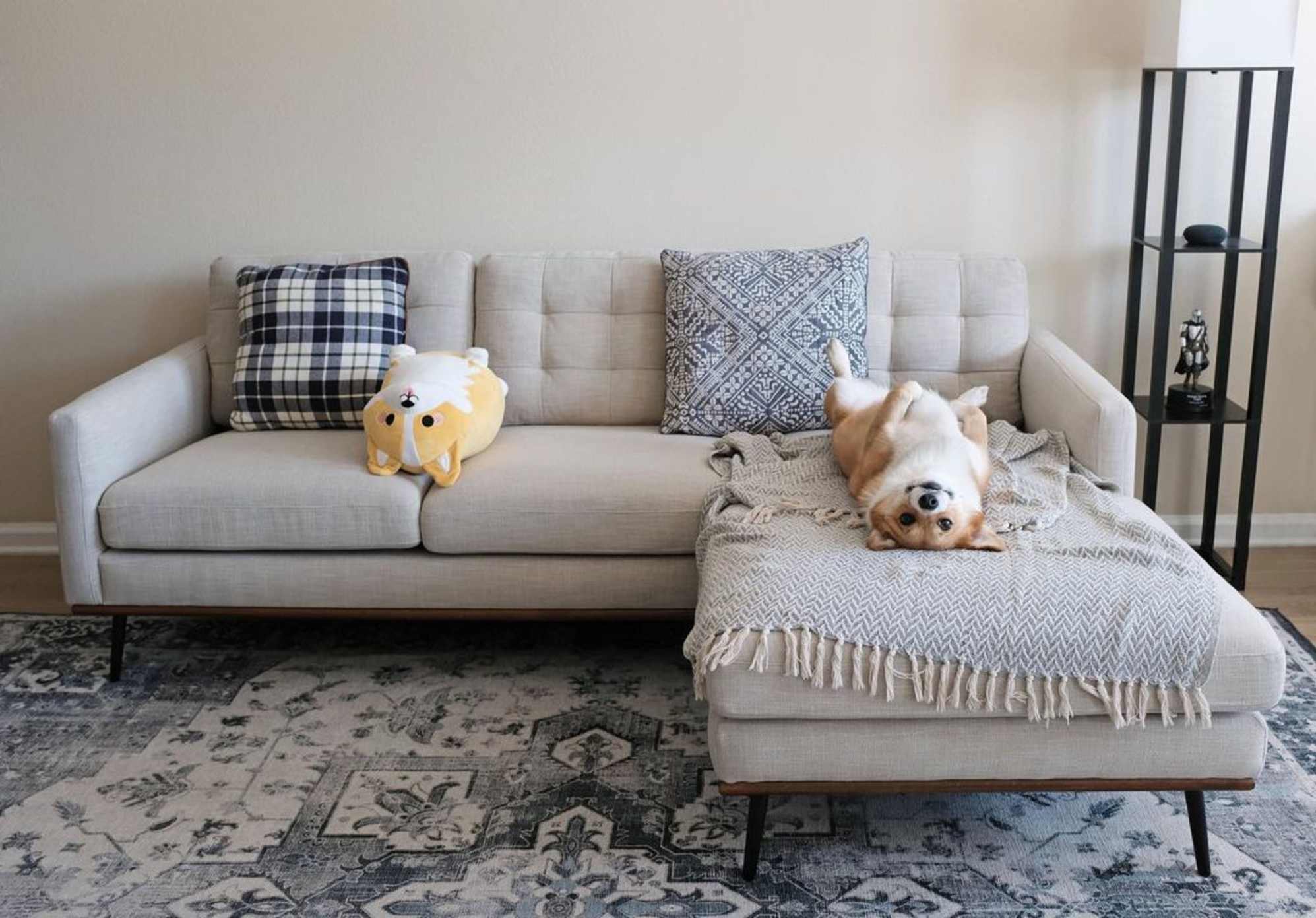 Instagram post by @misothecorgii - 1275