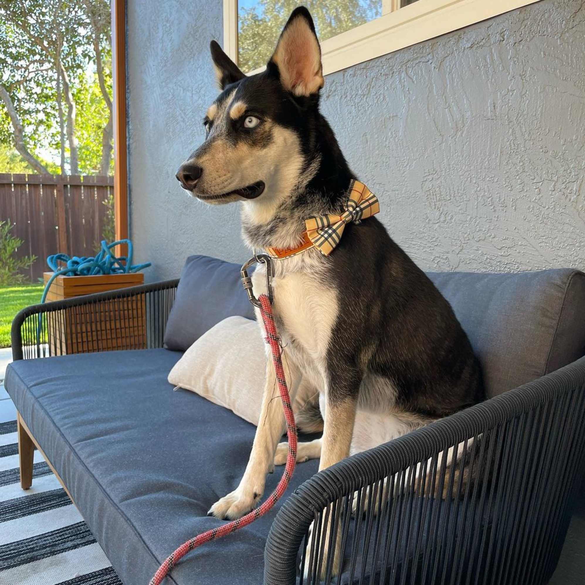 Instagram post by @mazie.thehuskymix - 2255