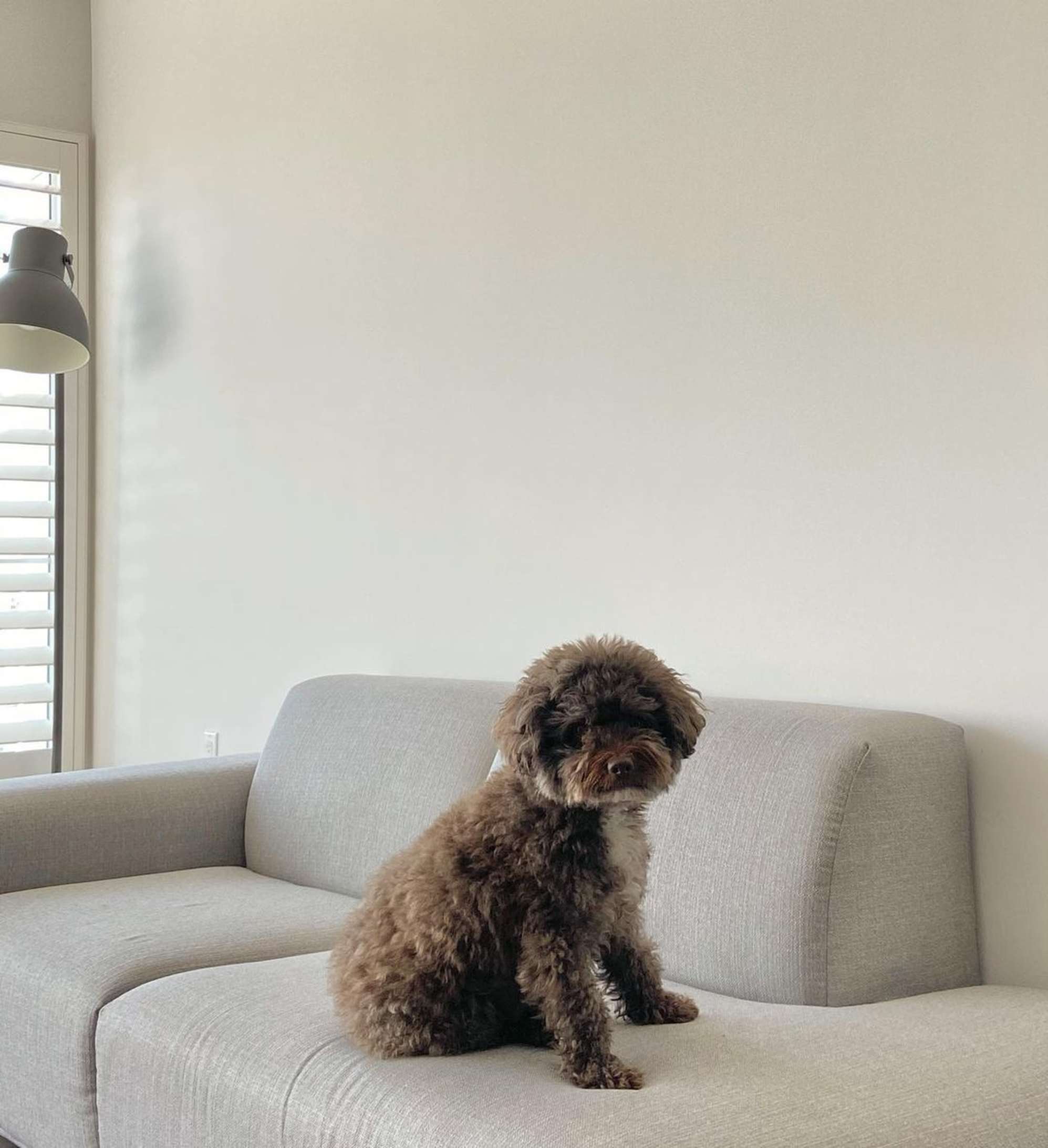 Instagram post by @kano_the_maltipoo - 2300