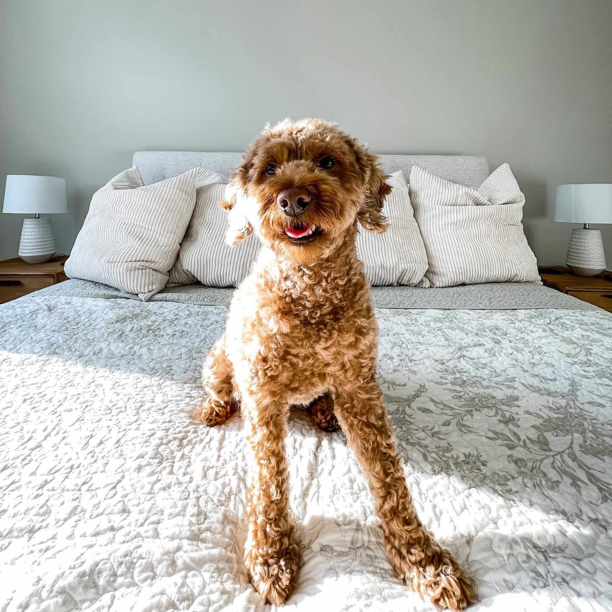 Instagram post by @sofia_theminidoodle - 3470