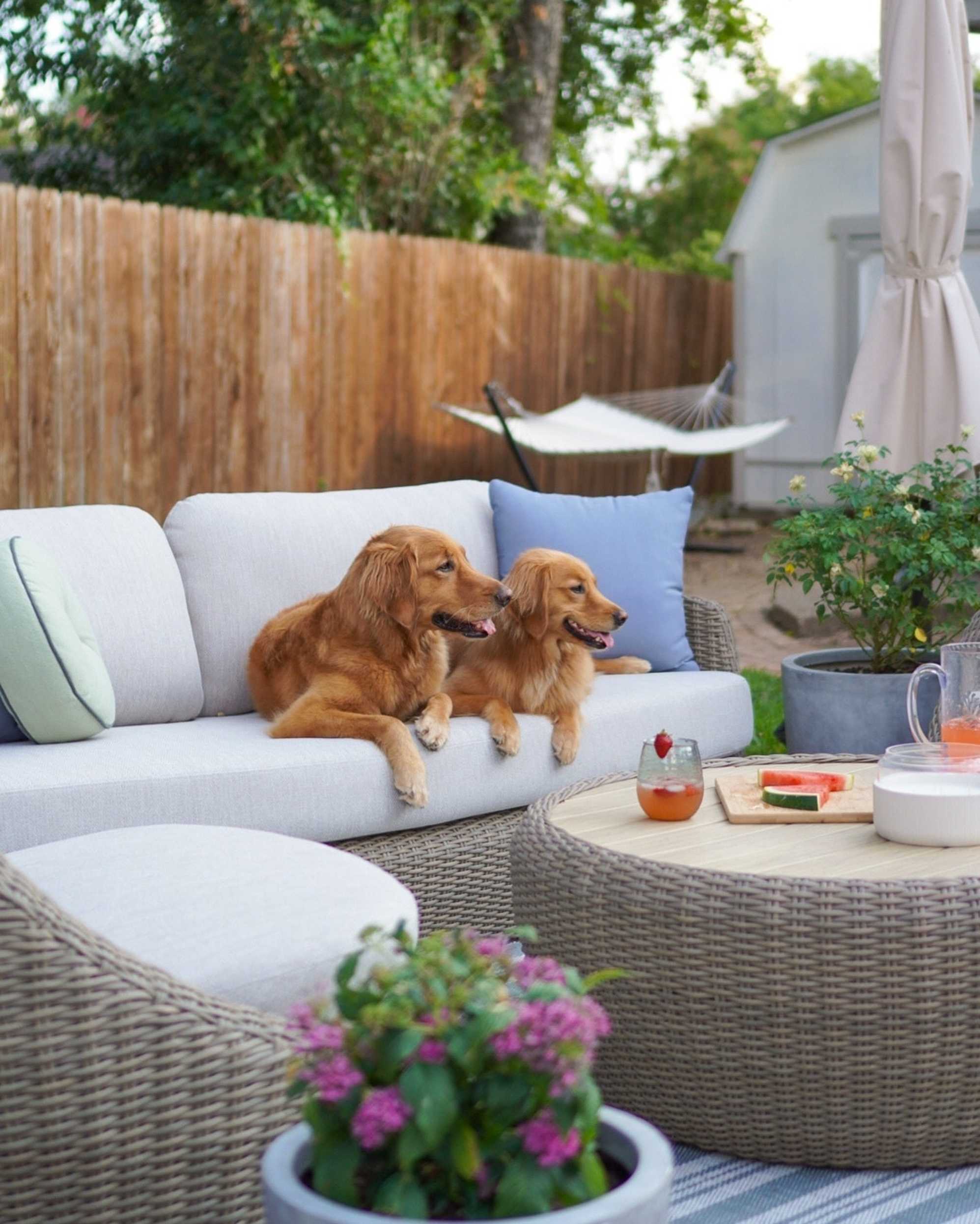 Instagram post by @winniethegoldenpupper - 4295