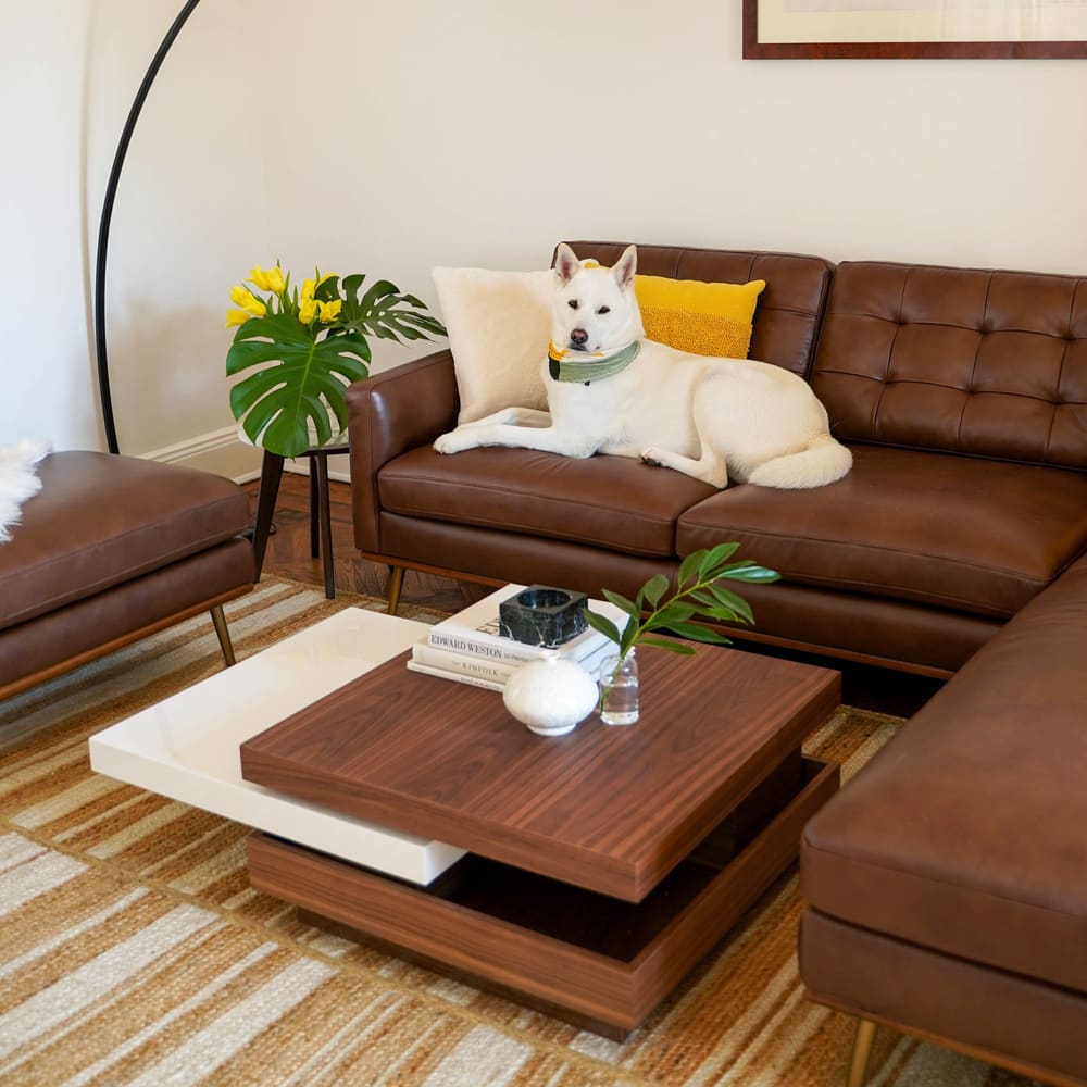 A dog lounging on a leather bumper chaise sectional sofa in the living room.