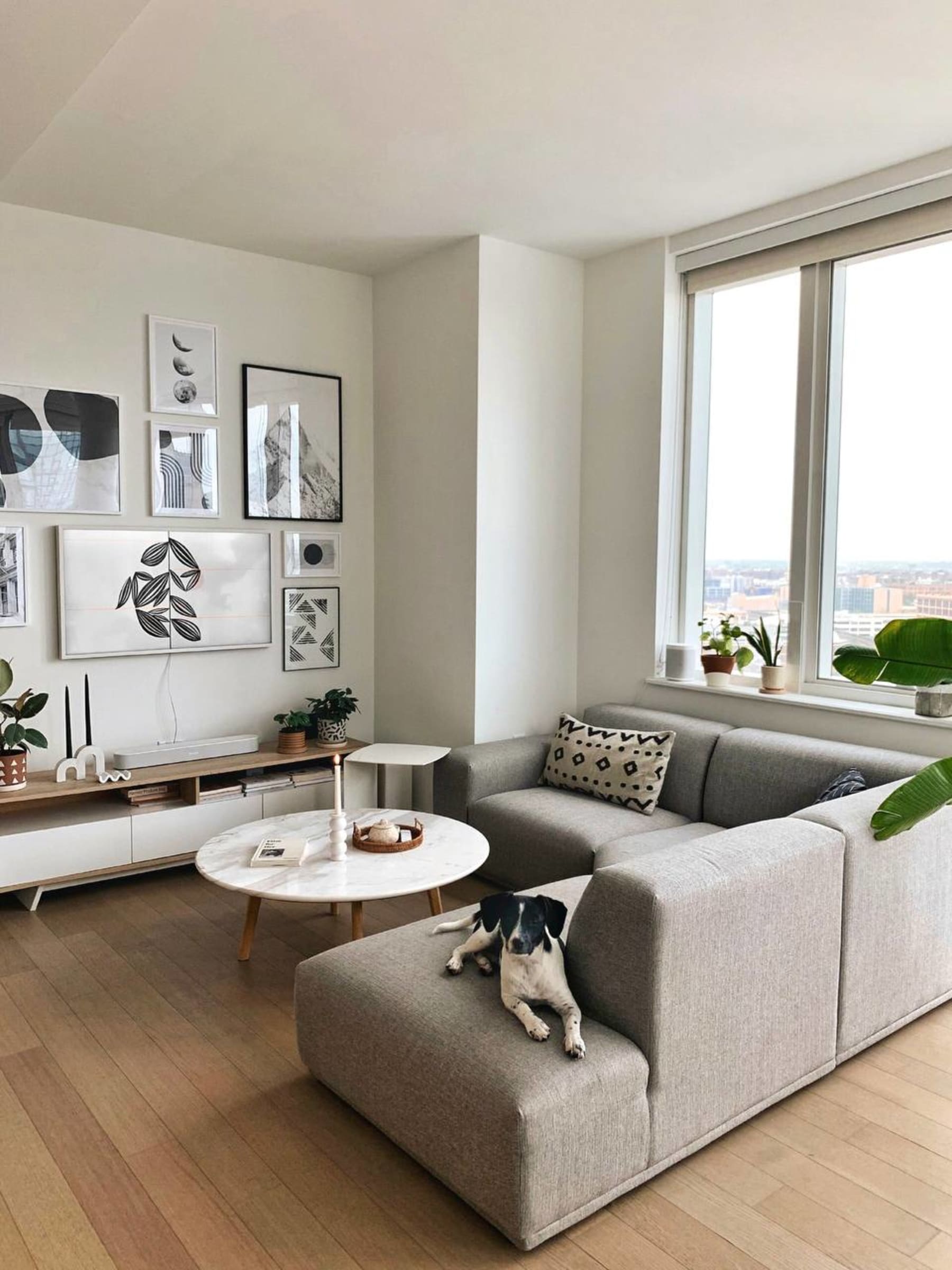 Dog relaxing on a grey modular sofa