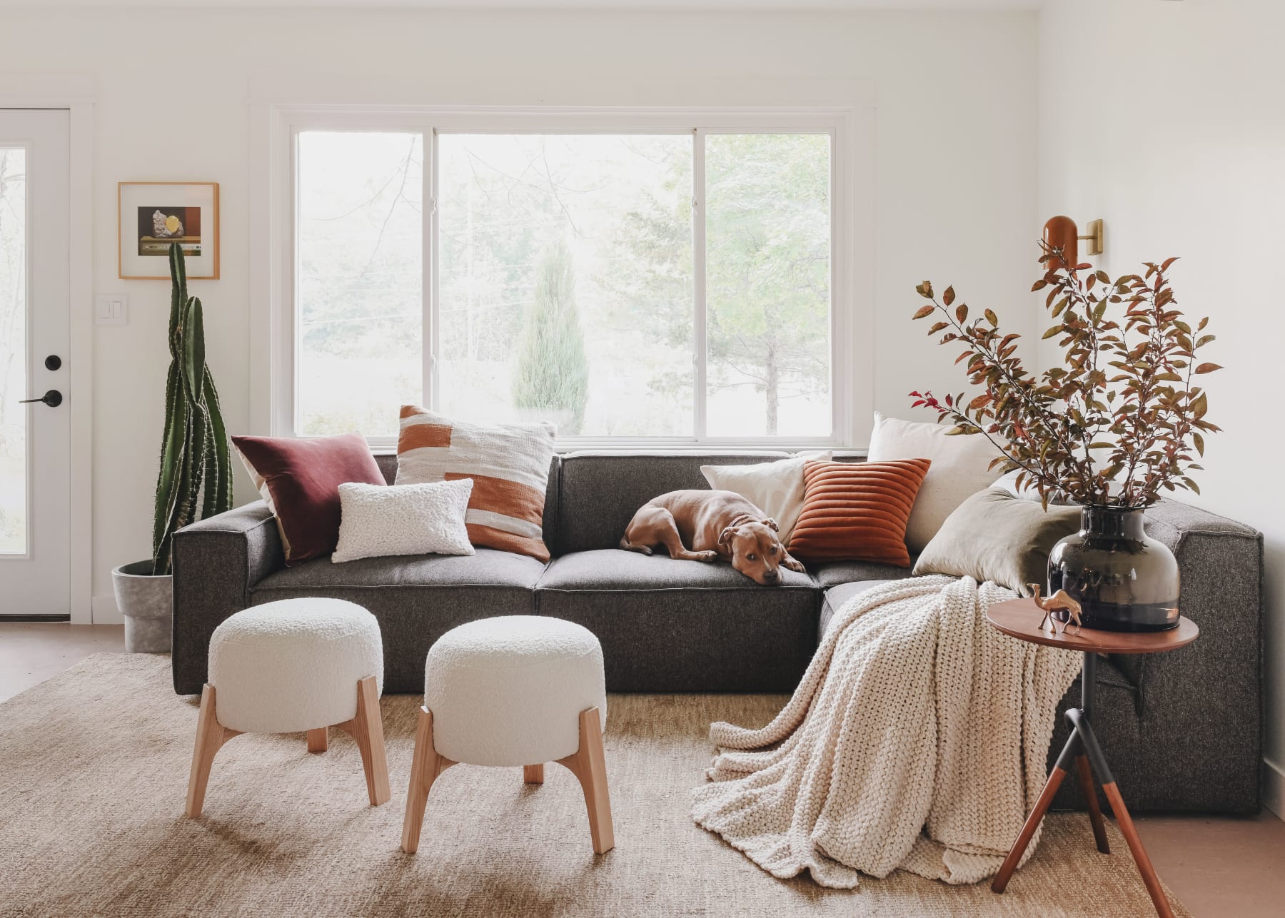 A dark gray sectional sofa with throw cushions, a blanket and a brown dog atop