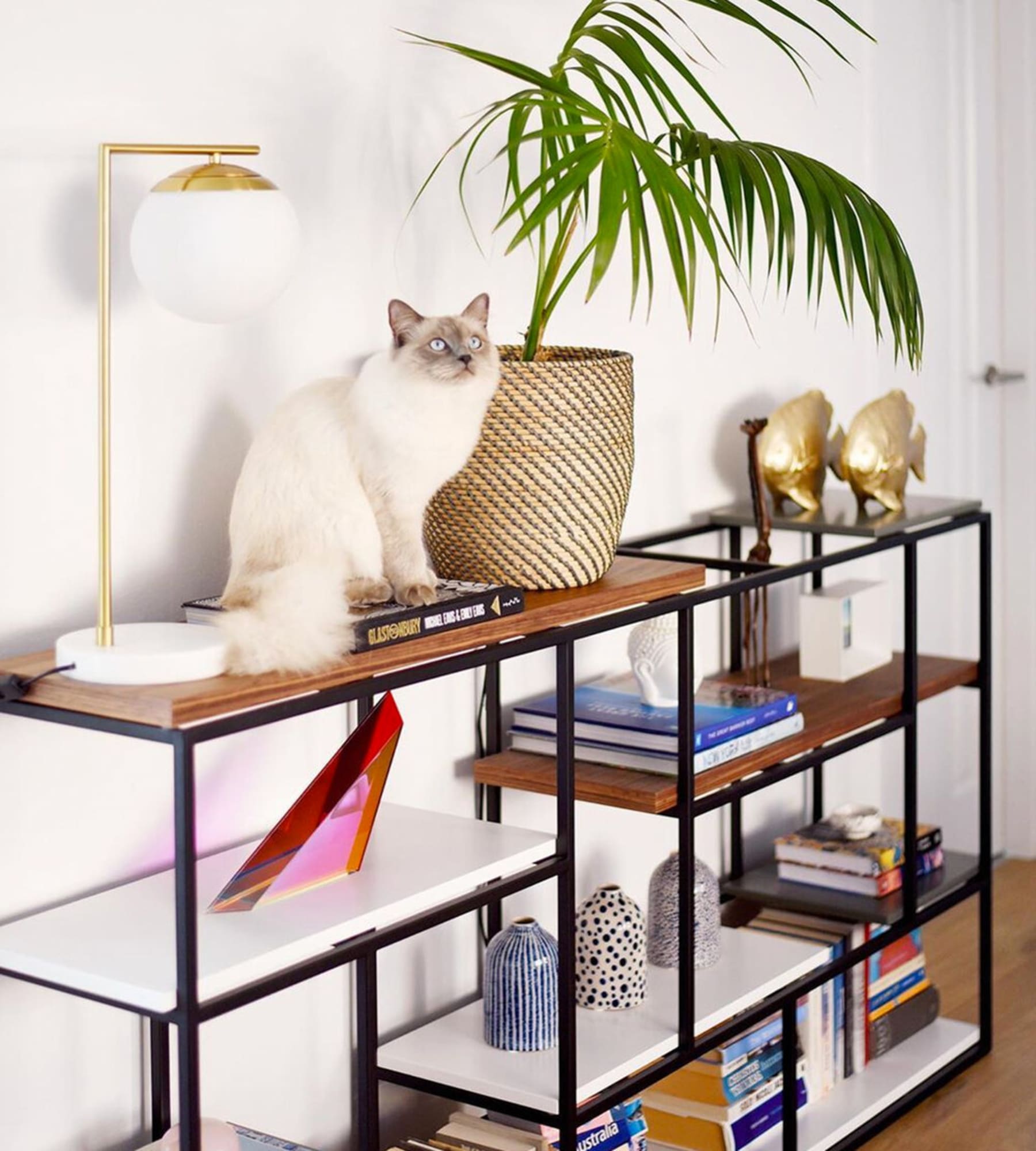 A cat sits atop a shelf decorated with books, vases, and display pieces.