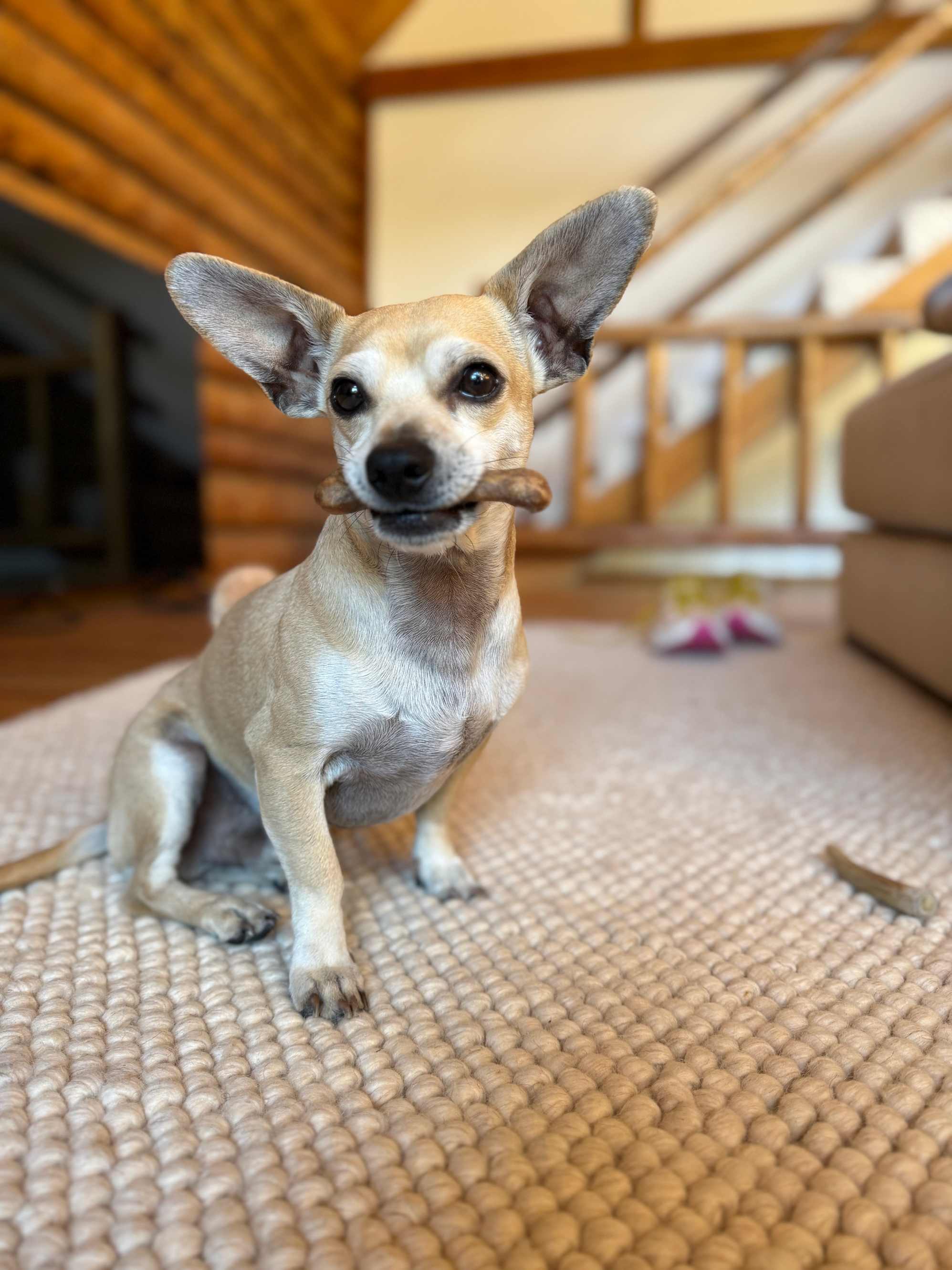 review from Chihuahua Approved!