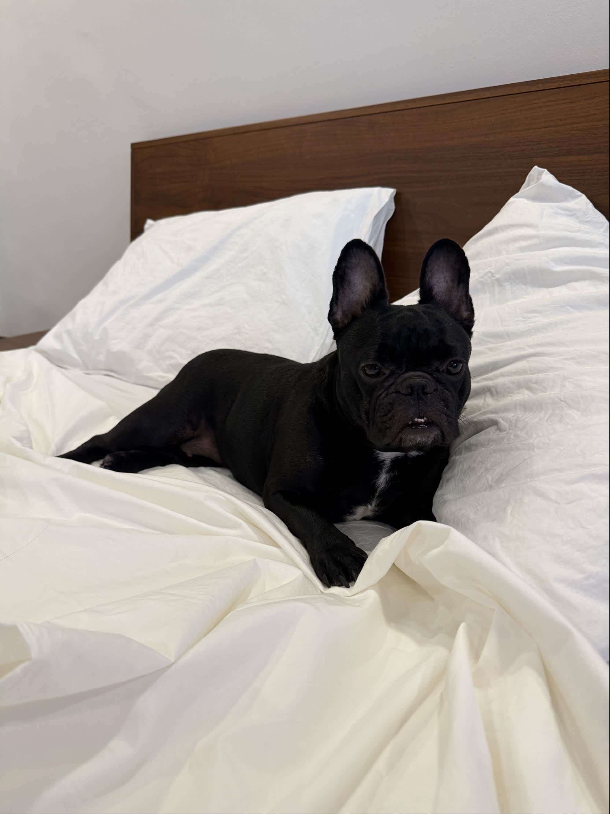 review from Comfortable cotton sheets!