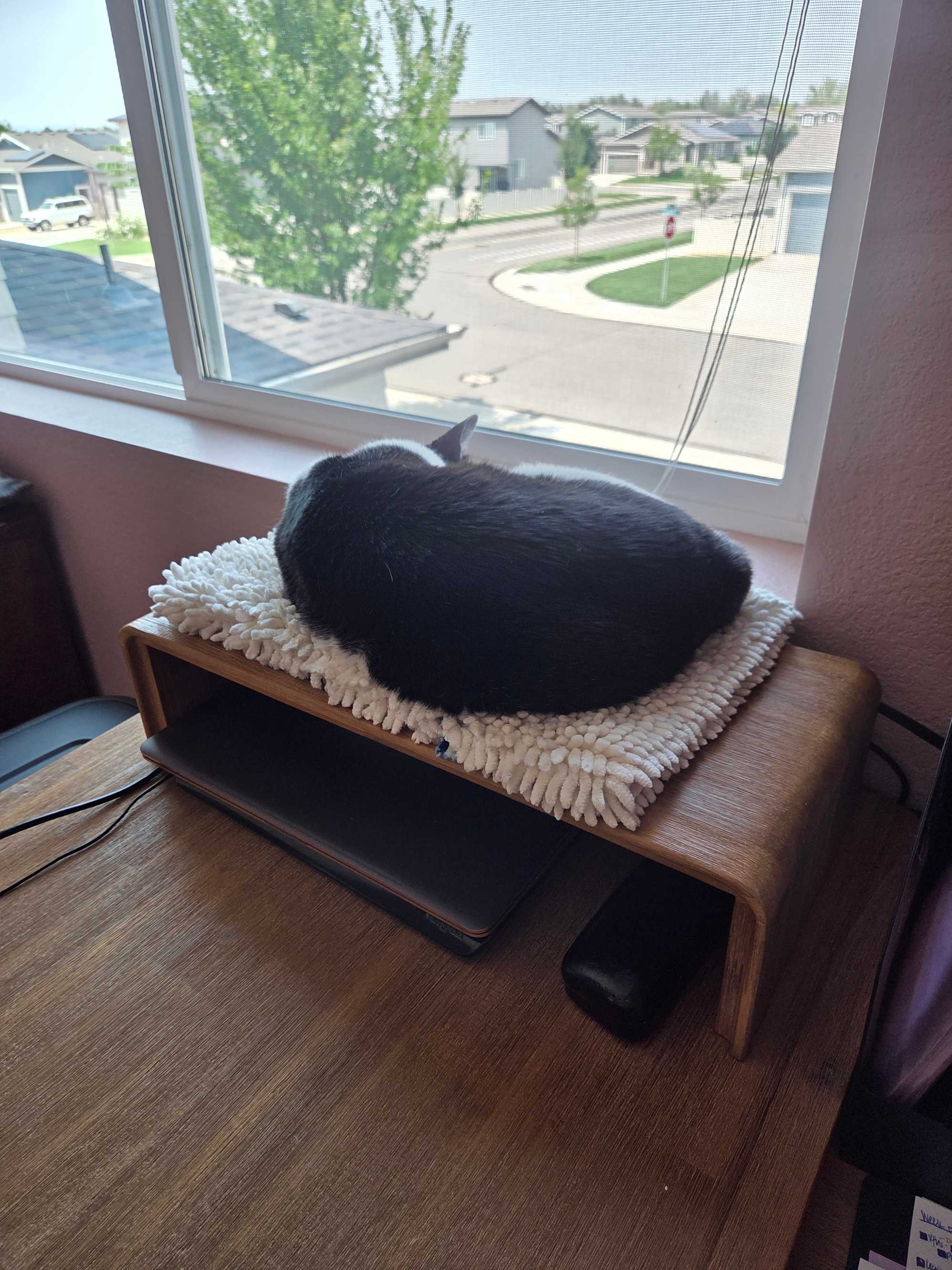 Beautiful Desk! (cat approved)