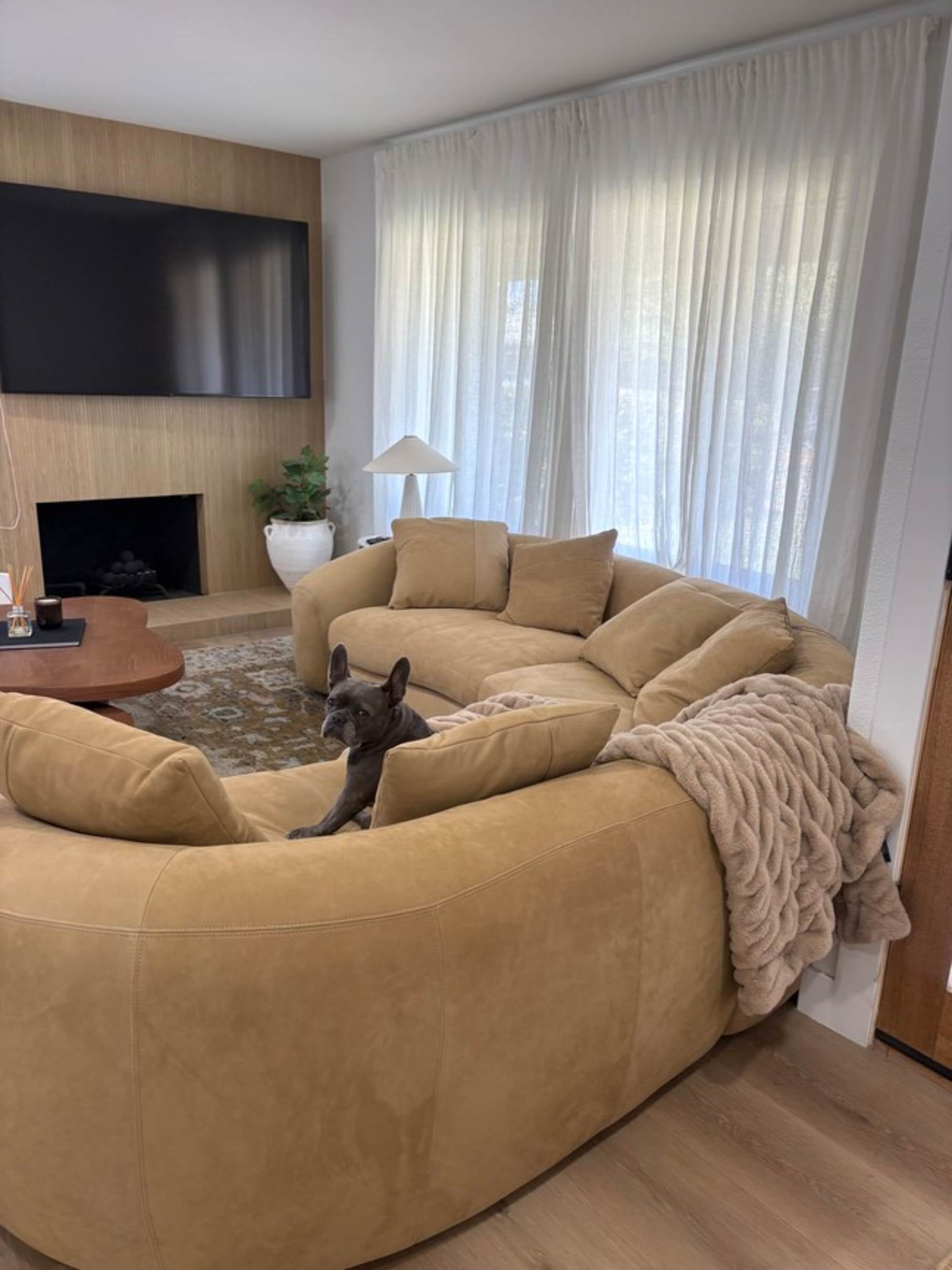 A dog sitting on a nubuck leather sectional sofa.