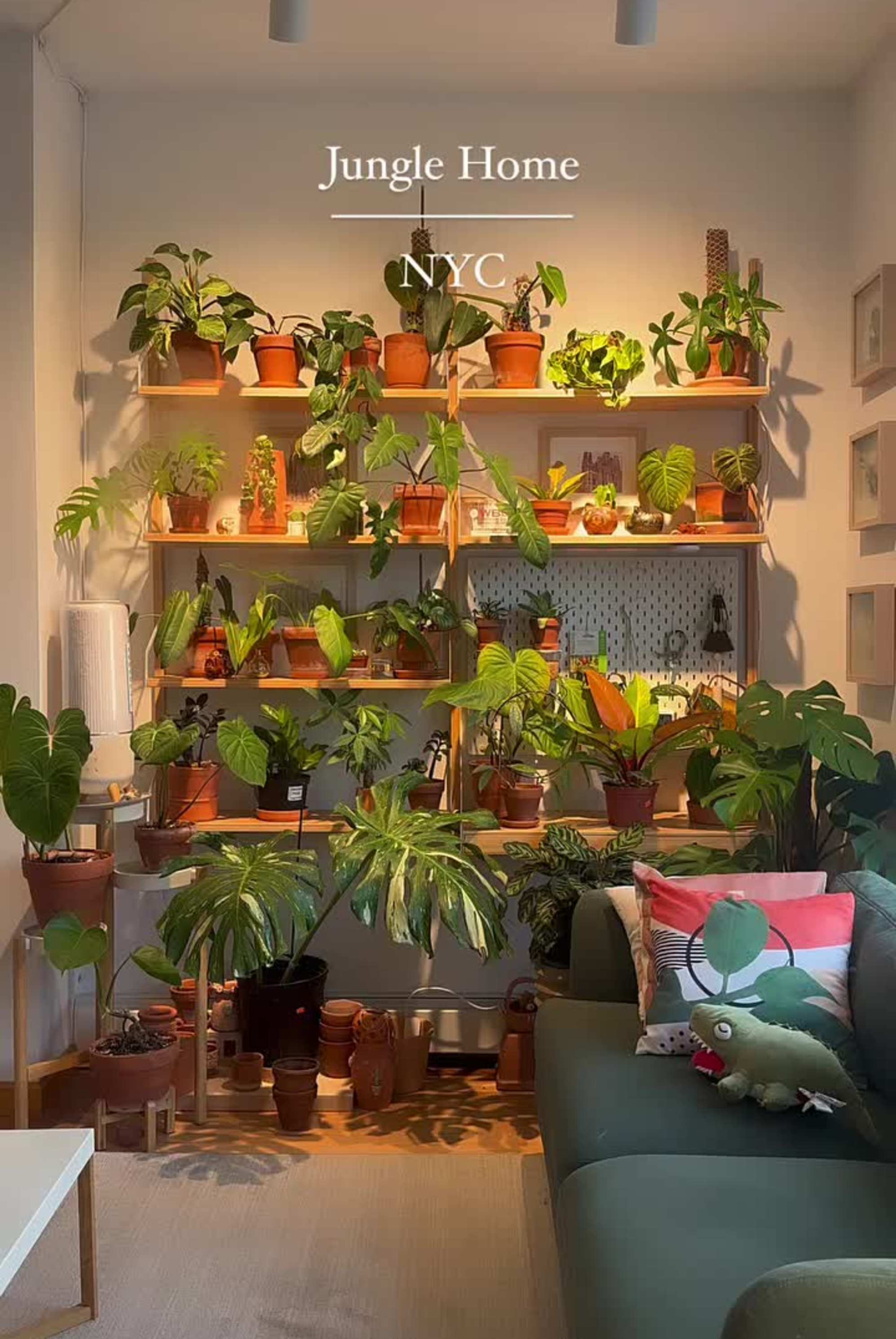 Instagram post by @felinejungle - 2501
