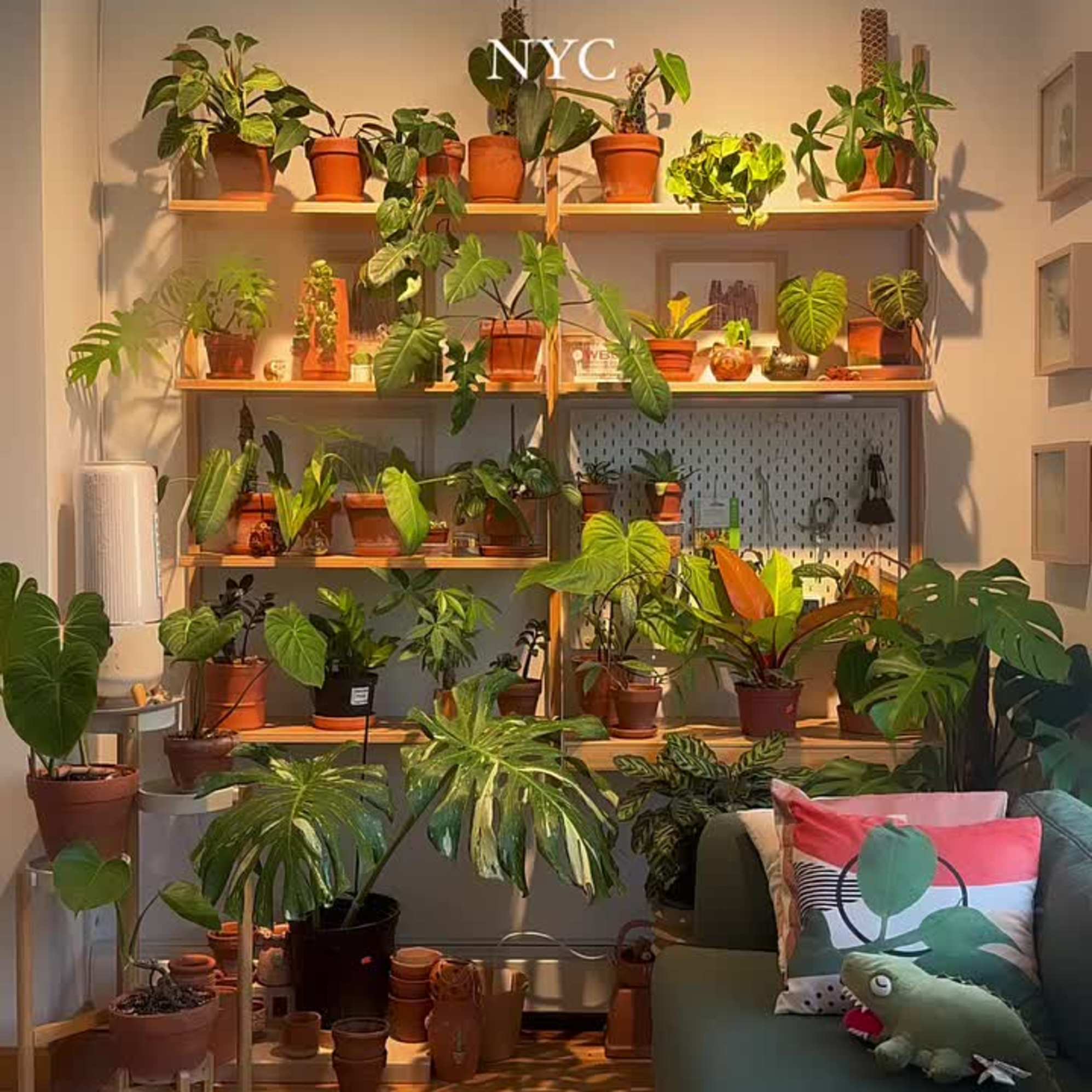 Instagram post by @felinejungle - 2339
