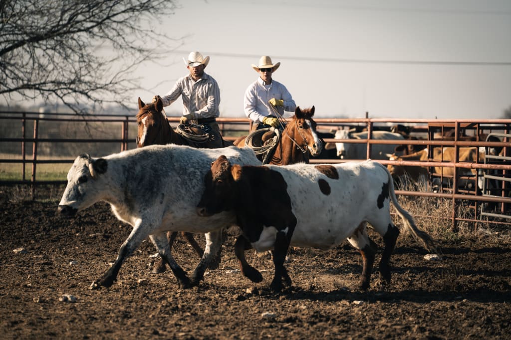 Cowboys with cowboy hats on horses, guiding cattle in a classic western scene.