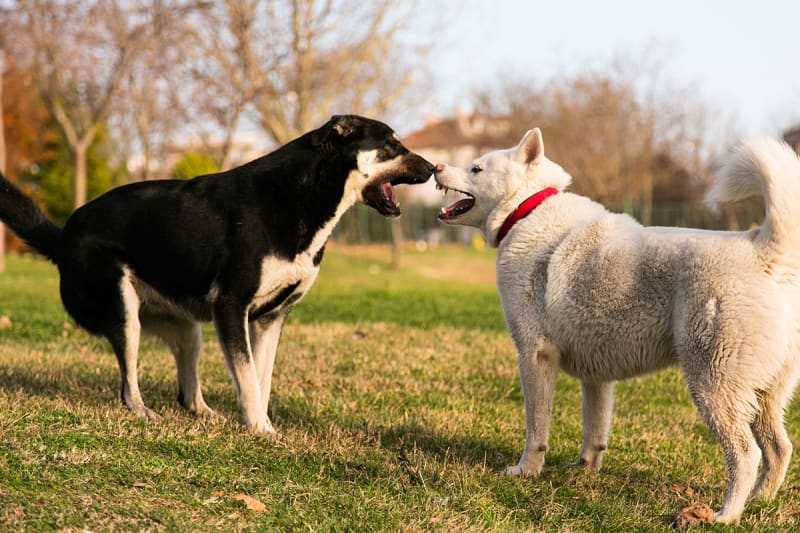 honden-gevecht-AVP